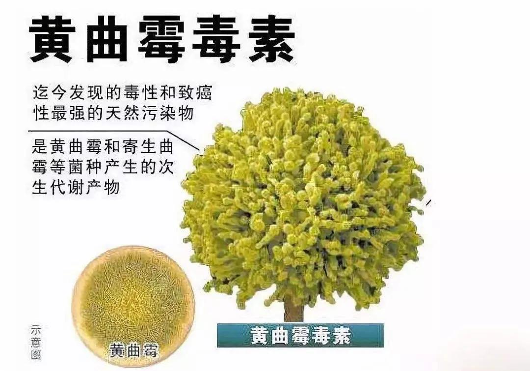 很常见的霉菌，你肯定不知道它对养鸡的危害有多大