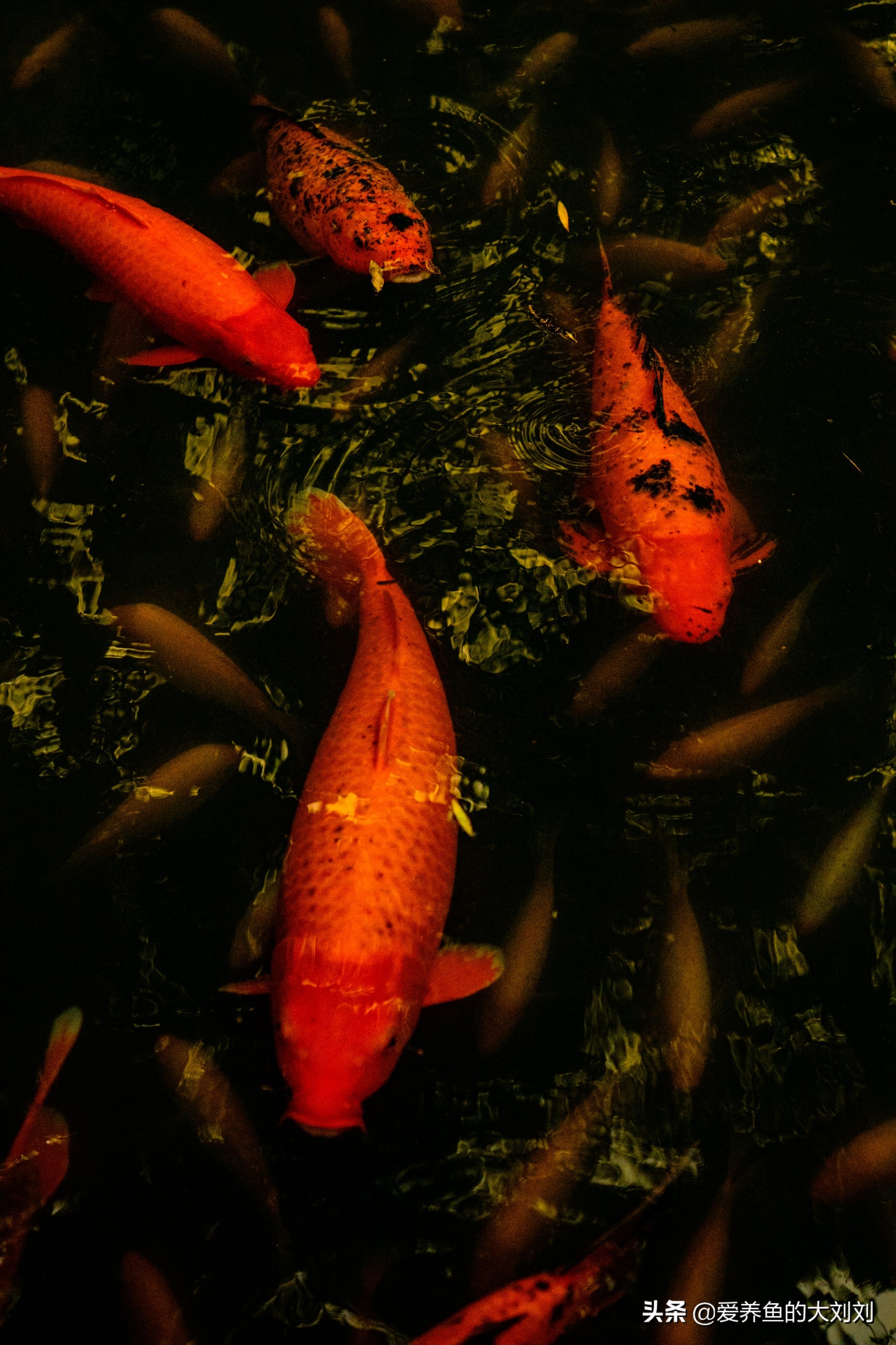 锦鲤水温低需要喂鱼食吗,锦鲤除了喂鱼粮之外喂什么长得快