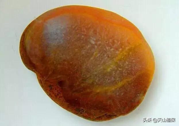 怎么捡到价值极高的石头,捡到一块石头价值千万