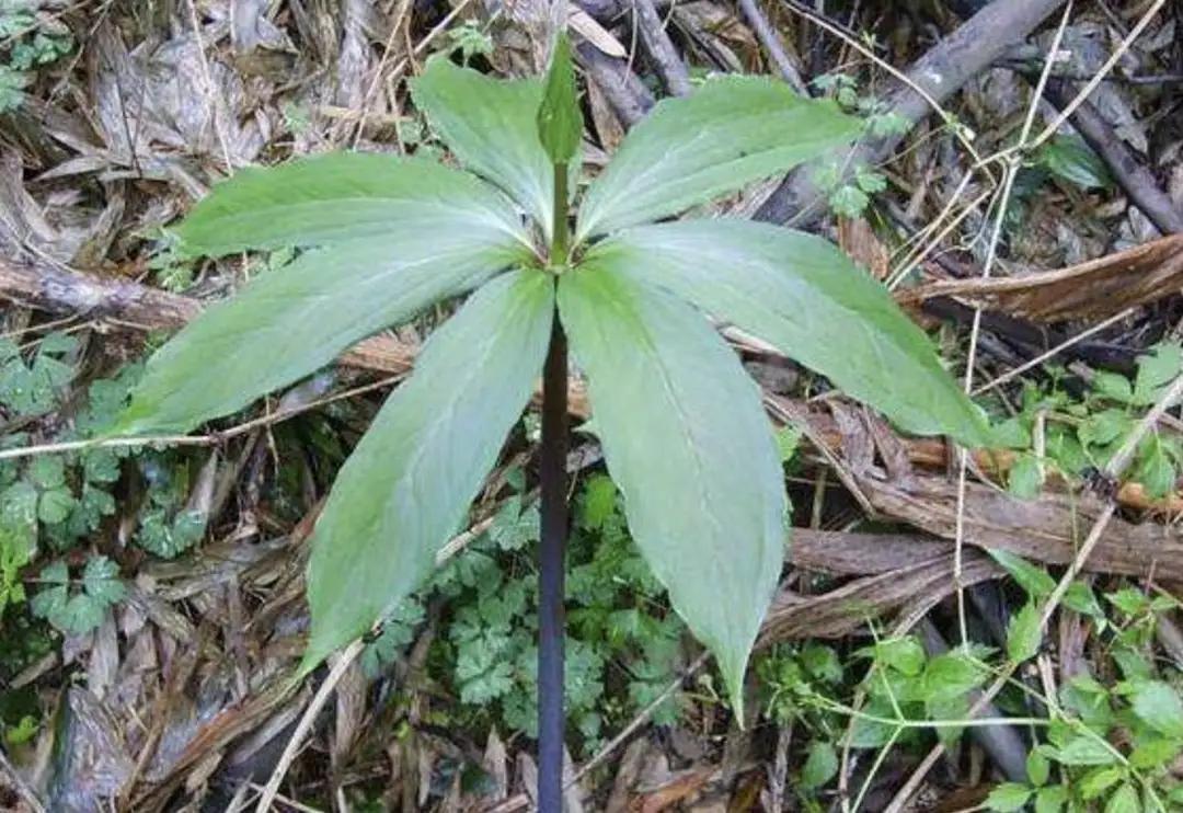 热带雨林最珍贵的植物,七叶一枝花濒危植物