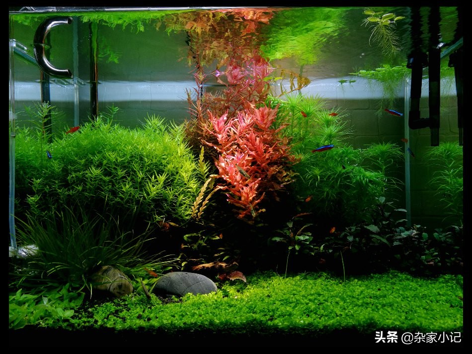 养水草基本功,养水草大概几周生长