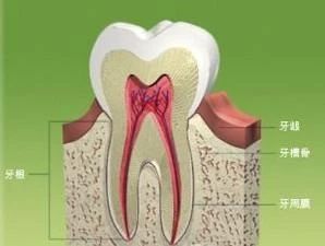 儿童一颗恒牙长一半很久不长了,19岁乳牙不掉不长恒牙的危害