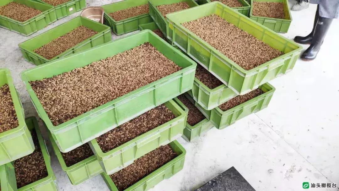 汕头市厨房垃圾,吃餐厨垃圾的虫子