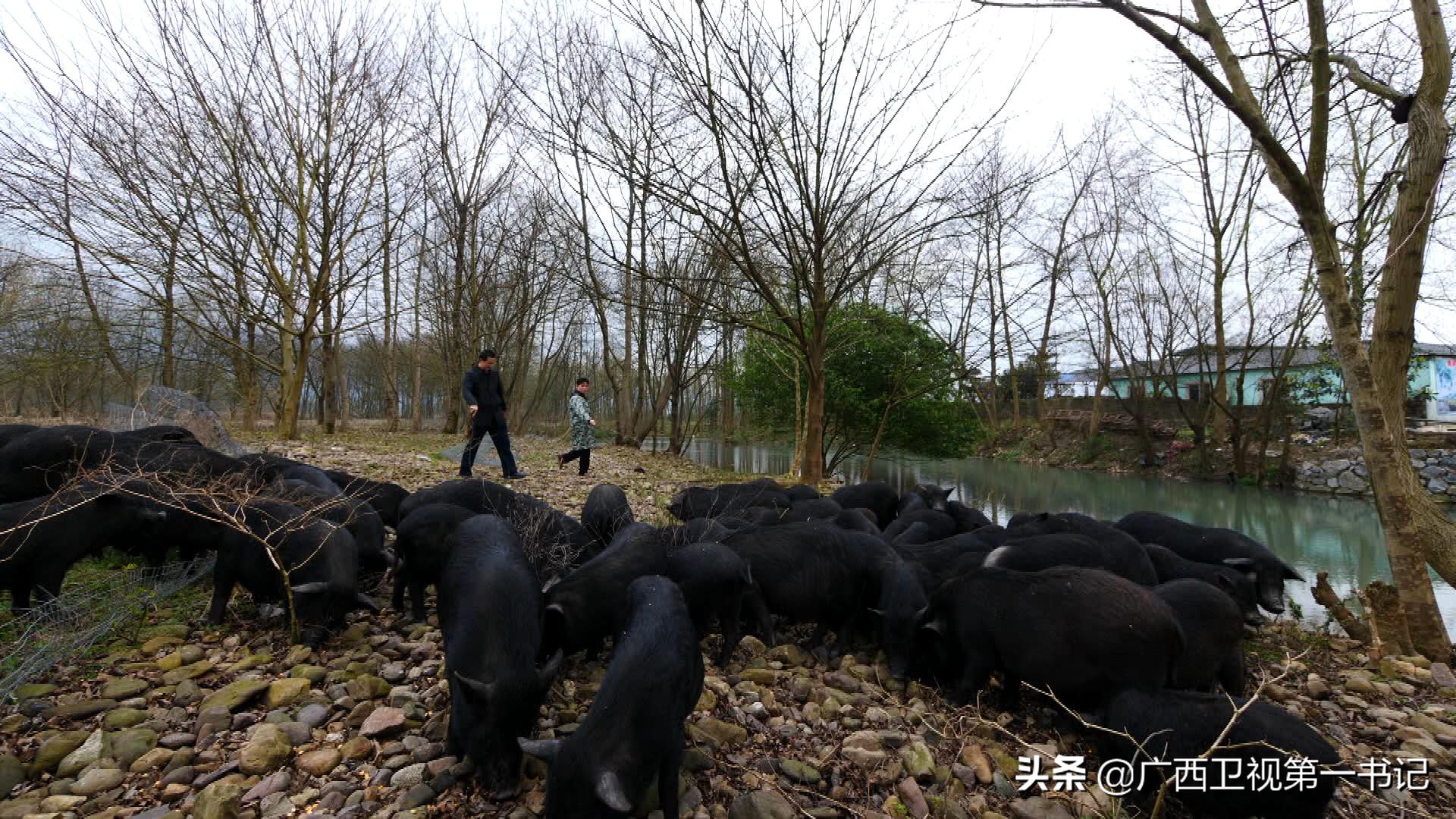 灵渠边的村庄为何饮水难？兴安柑桔怎样卖到了俄罗斯……