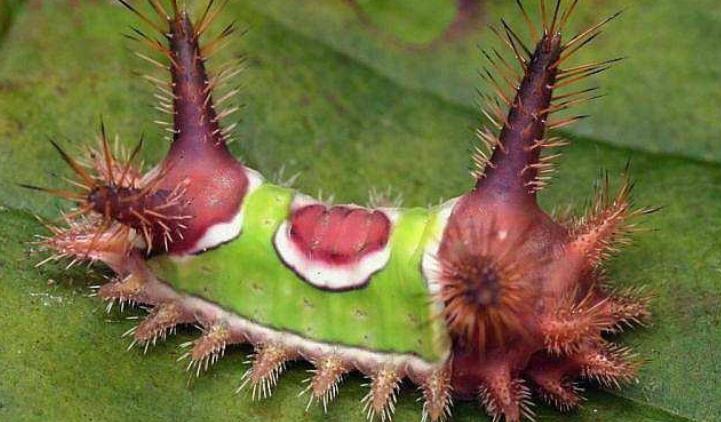 毛毛虫可以直接踩死嘛,什么样的毛毛虫必须踩死