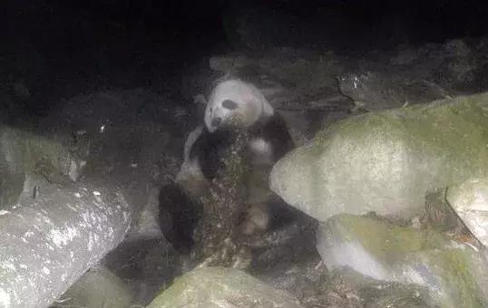 为什么大熊猫一定要吃竹子,为什么大熊猫现在在吃竹子