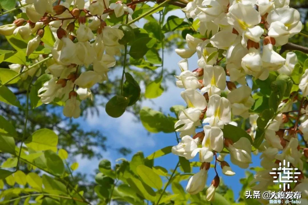 一个极美的露营地,槐之乡露营地