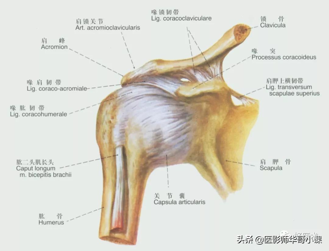 韧带解剖解说视频,韧带解剖图大全书