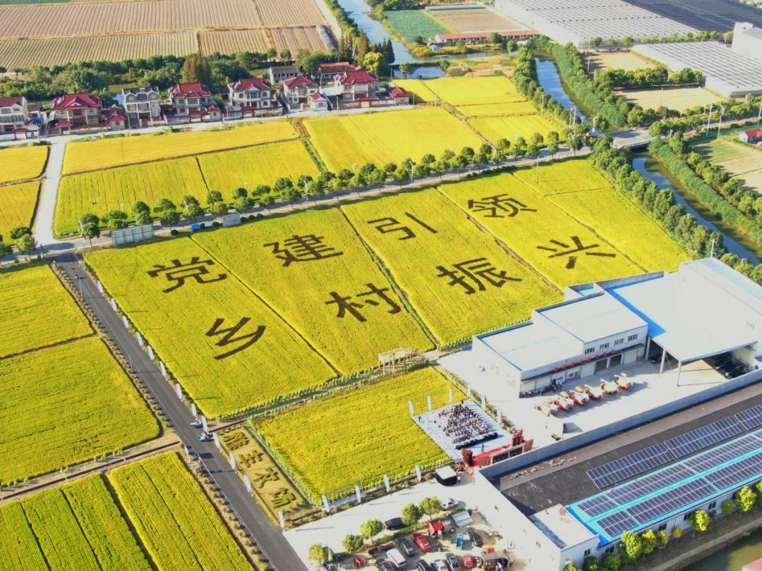 美！太仓这几个村入选「太仓打听猫便民」