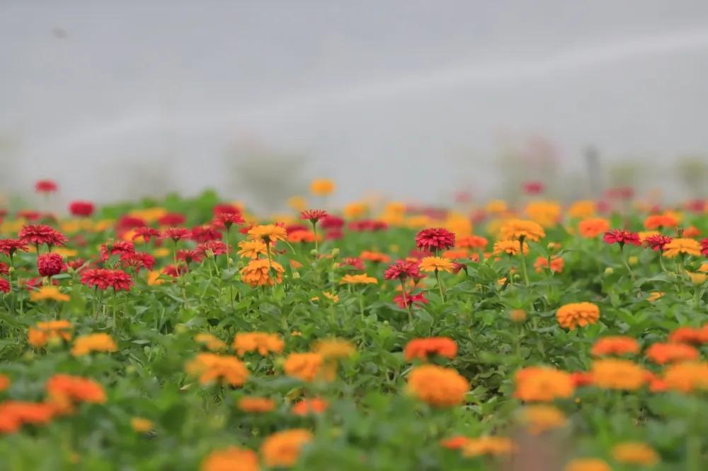 广州花海最新视频,广州花海大片蔚为壮观