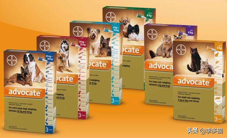 新手养猫必看一招搞定猫咪驱虫,养宠须知这份猫咪驱虫指南请收好