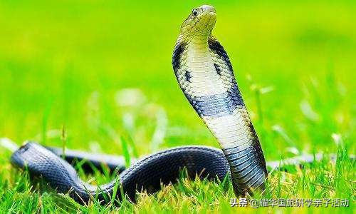 蝙蝠、蛇、水貂:新型冠状病毒来源之谜