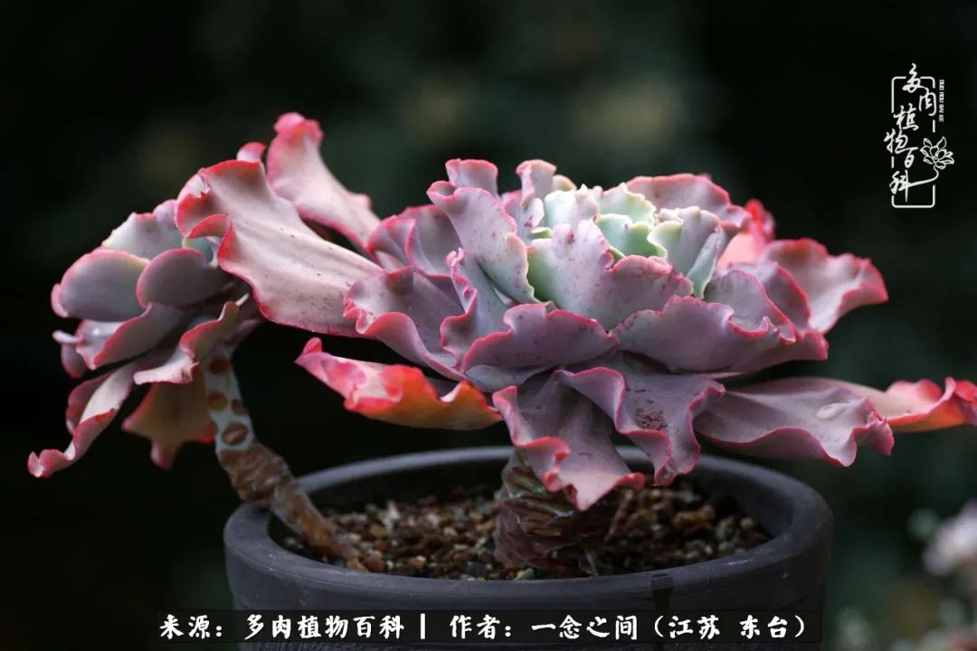 一见多肉误终生,一见多肉误终生从此钱包成路人