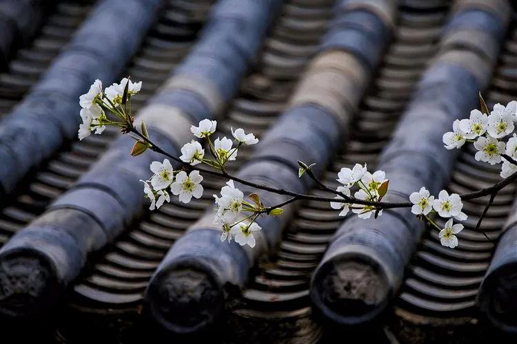 惊蛰适合喝什么茶,惊蛰季节多喝什么茶叶最好