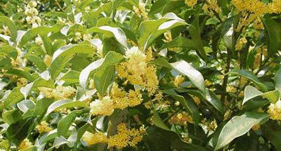 真正的中国十大名花,中国十大名花超漂亮