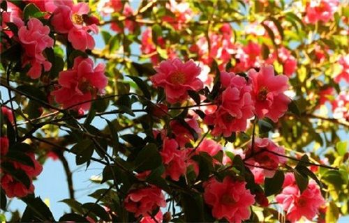 腾冲春天旅游攻略两日游最佳路线,春天怎么去腾冲玩最好玩