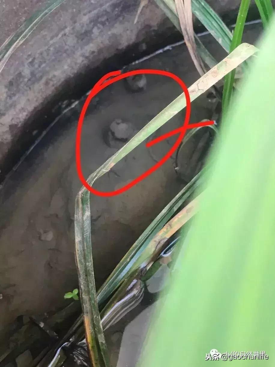 大草龟和小草龟谁好养,变异草龟和草龟的区别