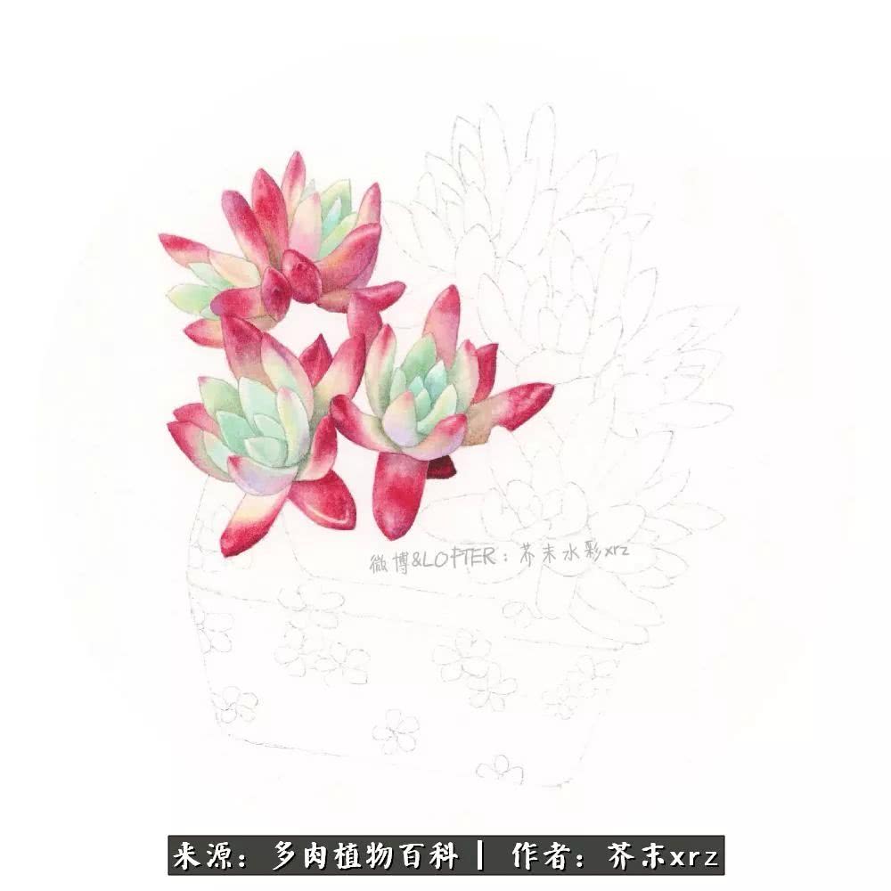 那个爱画多肉的小姑娘带着她的心头肉又来啦!