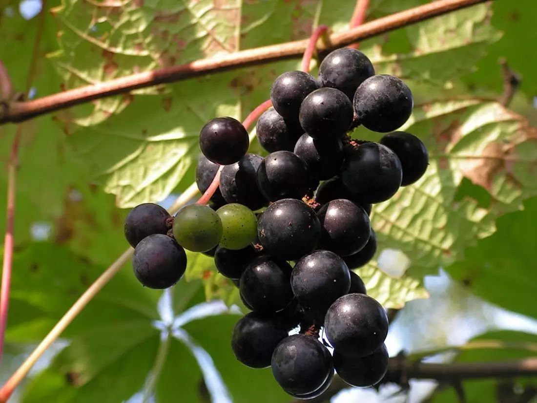 葡萄酒看什么,葡萄酒的葡萄品种介绍