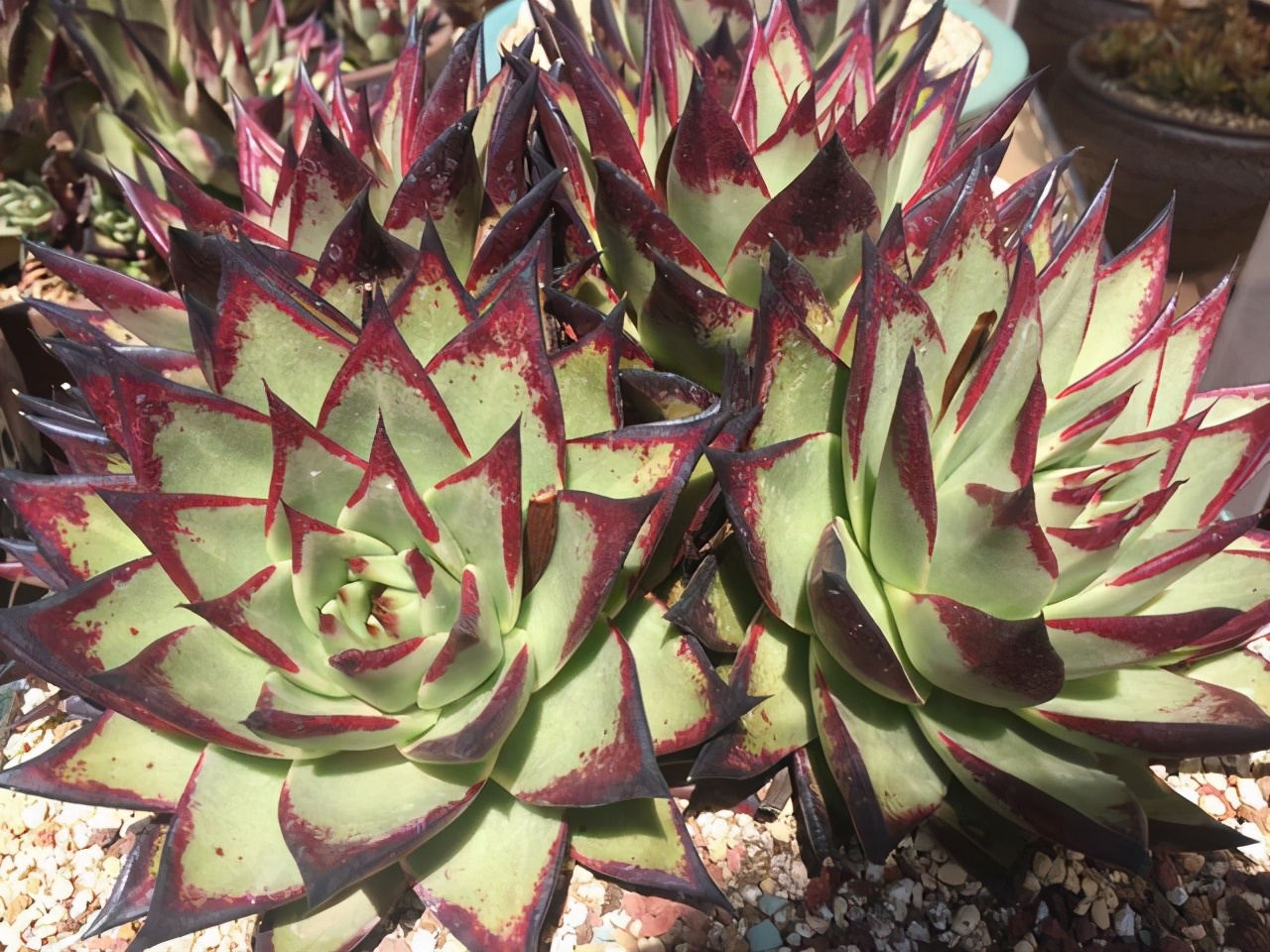 多肉雅乐之舞和晚霞之舞,爱跳舞的植物有哪些