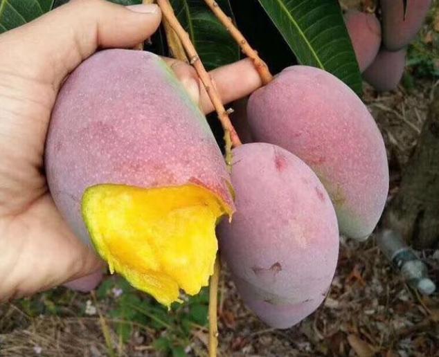 六月什么水果最有营养,6月适合吃的国产水果