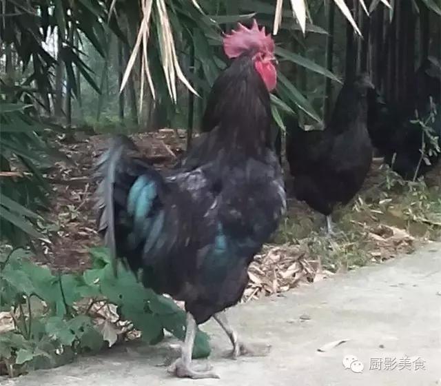 全世界的鸡都在这了，有你认识的吗？