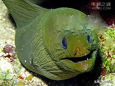世界上最毒的深海怪鱼,深海最可怕的毒蛇鱼