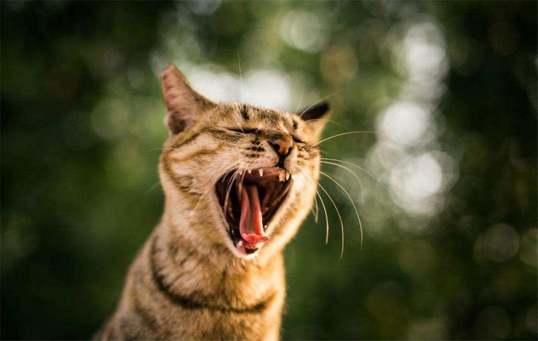 母猫交配后，为什么会满地打滚，甚至转头攻击雄性？