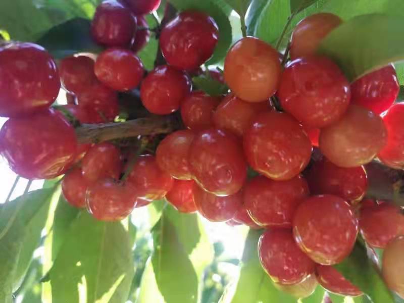 樱桃顺丰空运冷链到家,樱桃送货到家