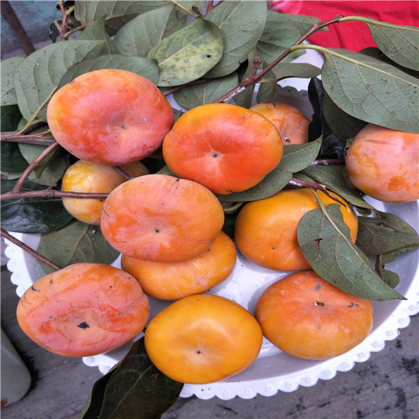 河北满城磨盘柿子,脆甜磨盘柿子
