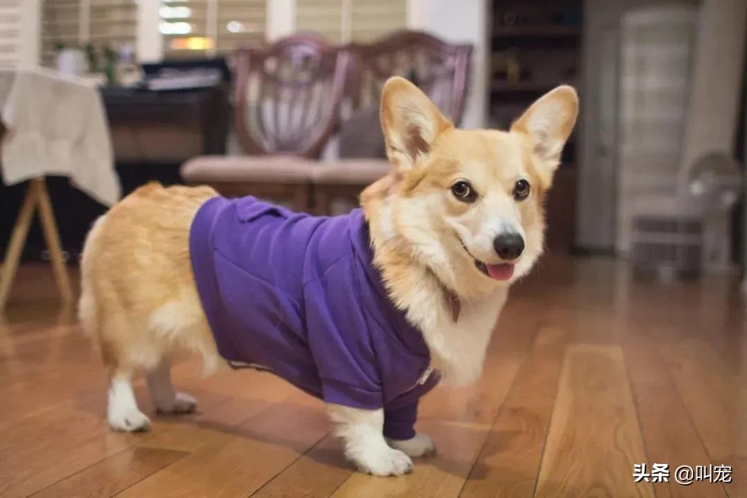 狗狗腰椎间盘突出症状,狗狗也会得癌症吗