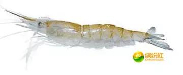 舟山海鲜代加工攻略,最全舟山海鲜攻略