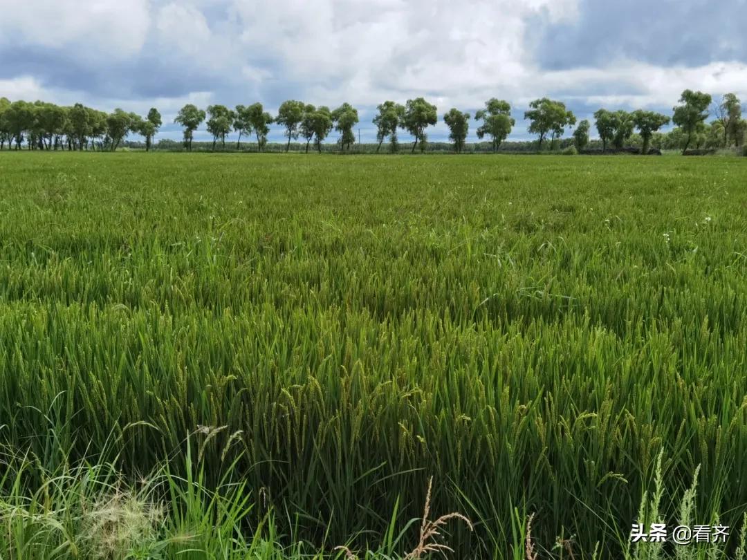 齐齐哈尔依安县水稻良种场,齐齐哈尔水稻种植基地