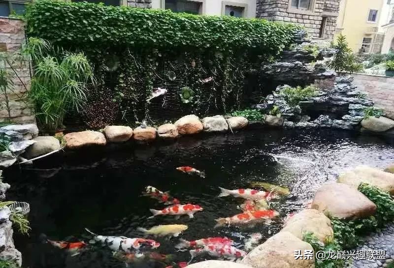 锦鲤一开灯就往下跑怎么办,锦鲤入缸的正确方法