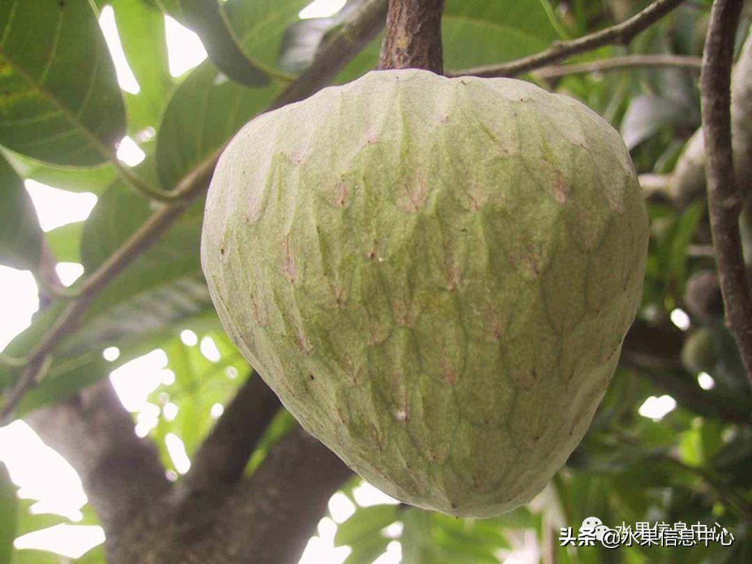 目前释迦最好的品种,粉色释迦