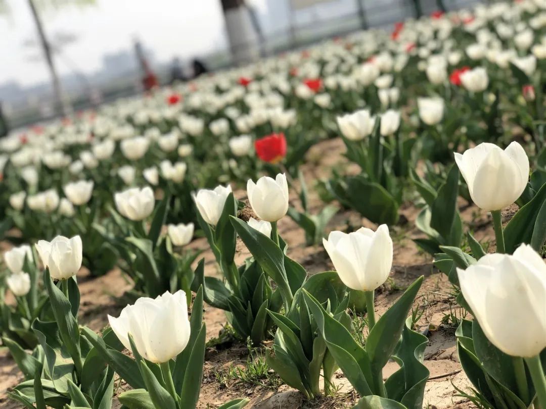 咸阳统一广场郁金香,咸阳郁金香花展在哪里