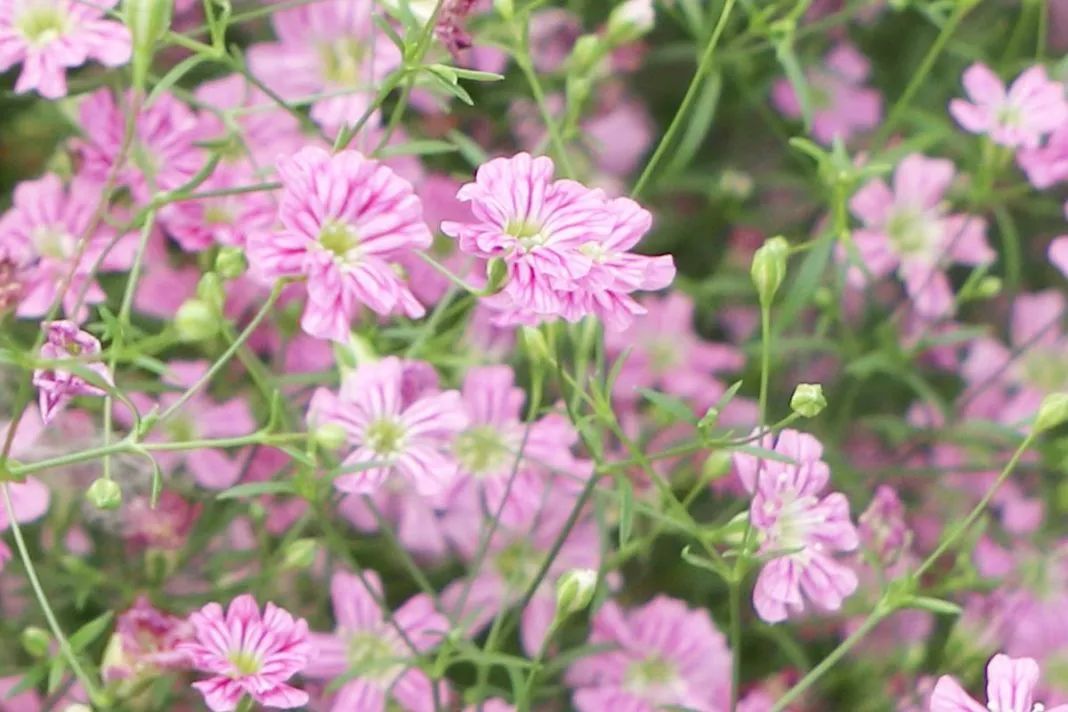 如何种满天星使它开花,满天星种子种植开花全过程