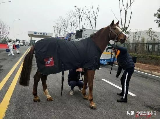 欧洲“白龙马”“啸天犬”亮相军运会，它们在中国待遇有多好？