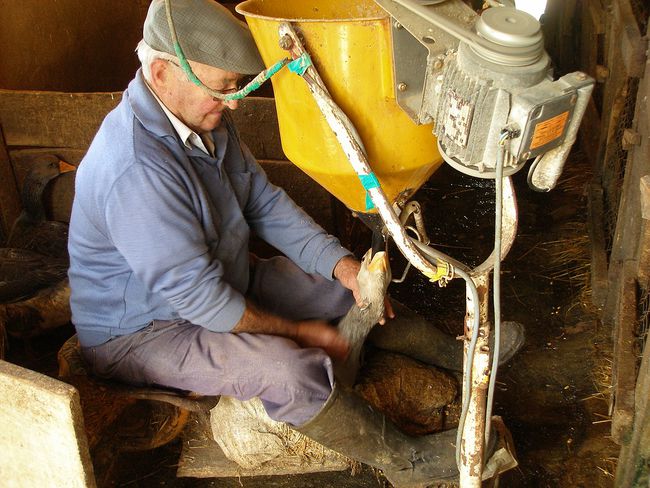 狗肉究竟该不该吃狗肉争议不断,狗肉究竟该不该吃