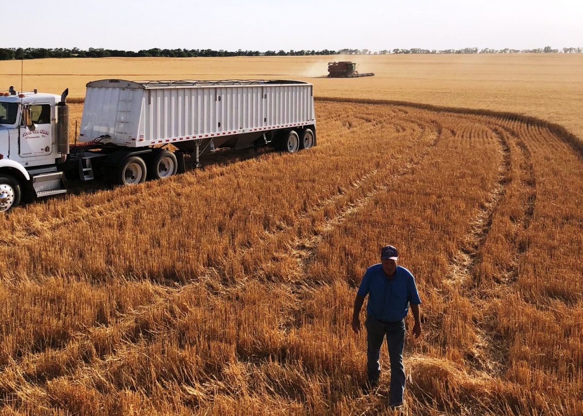 俄罗斯小麦和中国小麦哪个好,中国小麦和欧洲小麦区别