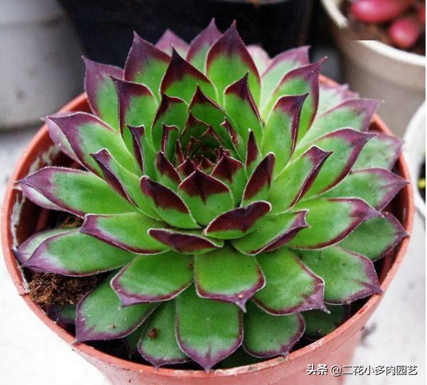 365种·常见花卉图谱，观果和多肉植物收藏篇