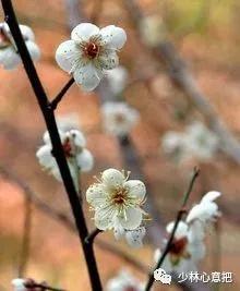 中药药材大全及功效,补肾中药大全及功效