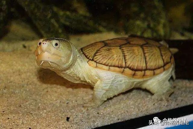 想要乌龟长得快加温到多少,安缘龟断尾有什么影响