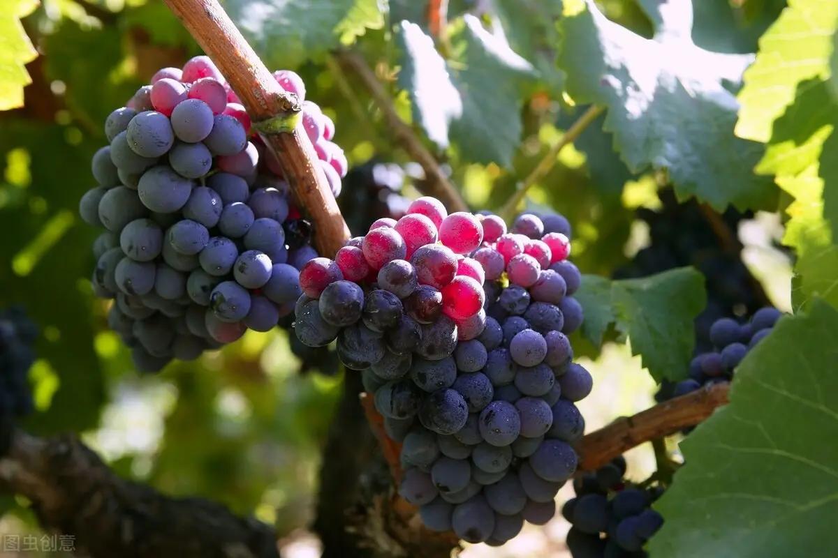 献给医生的赞歌朗诵,中国医学科学院肿瘤医院桓兴分院