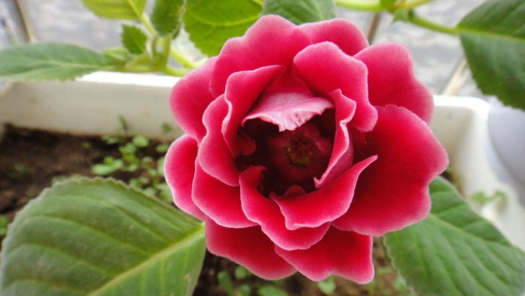 重瓣大岩桐四季开花盆栽,阳台养护大岩桐开花200多天