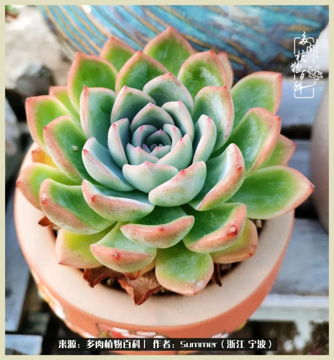 多肉小白新手入门,多肉新手上路请多指教