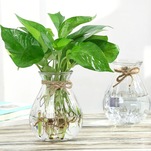 绿萝剪枝水培方法养龟,水培绿萝和鱼一起养