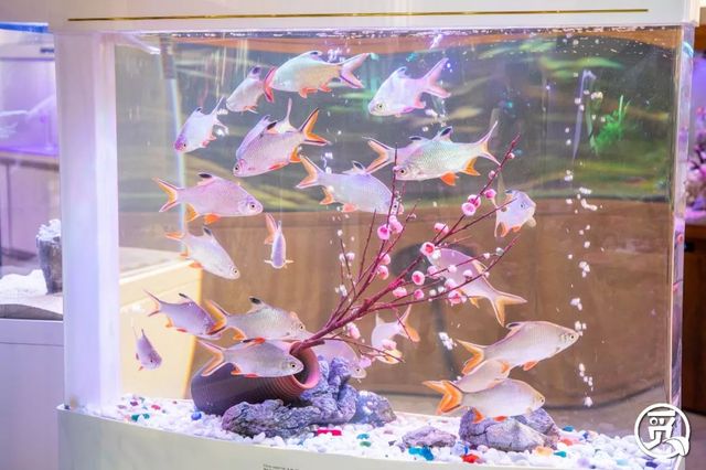 深圳花店有什么花,深圳龙华花店订花送花