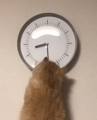 猫和老虎能杂交生育吗,猫和老虎可以生育吗