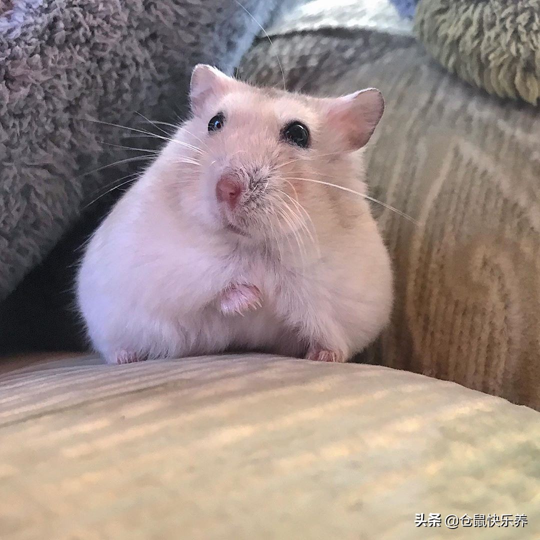 仓鼠也会挑食，不吃白菜改吃鼠粮后，鼠鼠表情萌化饲主